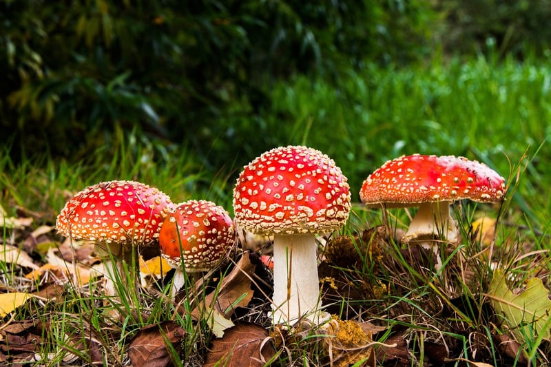 Magical Mushrooms